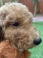 Honey, a female Poodle - Standard  for sale in Lake Elsinore, CA – 4 of 9