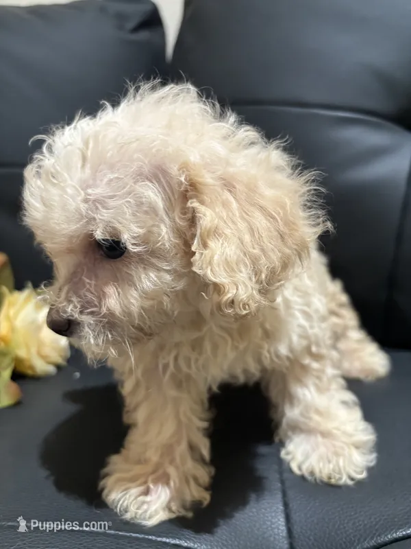 Bella – Poodle - Miniature  puppy for sale in Lake Elsinore, CA