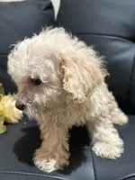 Bella, a female Poodle - Miniature  for sale in Lake Elsinore, CA – 1 of 10