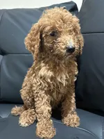 Daisy, a female Poodle - Standard  for sale in Lake Elsinore, CA – 7 of 10