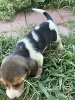 Lola, a female Beagle for sale in Lake Elsinore, CA – 5 of 10