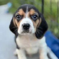 Gus, a male Beagle for sale in Lake Elsinore, CA – Photo 6 of 10