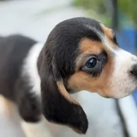 Gus, a male Beagle for sale in Lake Elsinore, CA – Photo 3 of 10