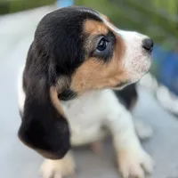 Gus, a male Beagle for sale in Lake Elsinore, CA – Photo 8 of 10