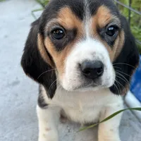 Gus, a male Beagle for sale in Lake Elsinore, CA – Photo 2 of 10
