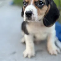 Gus, a male Beagle for sale in Lake Elsinore, CA – Photo 5 of 10
