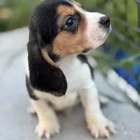 Gus, a male Beagle for sale in Lake Elsinore, CA – Photo 10 of 10