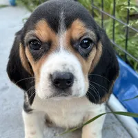Gus, a male Beagle for sale in Lake Elsinore, CA – Photo 4 of 10