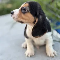 Gus, a male Beagle for sale in Lake Elsinore, CA – Photo 9 of 10