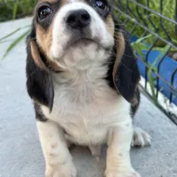 Gus, a male Beagle for sale in Lake Elsinore, CA – Photo 7 of 10