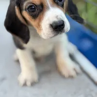 Gus, a male Beagle for sale in Lake Elsinore, CA – Photo 1 of 10