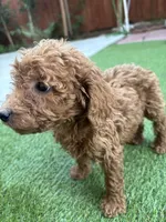 Daisy, a female Poodle - Standard  for sale in Lake Elsinore, CA – 7 of 9