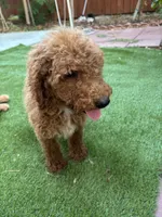 Bella, a female Poodle - Standard  for sale in Lake Elsinore, CA – 8 of 10