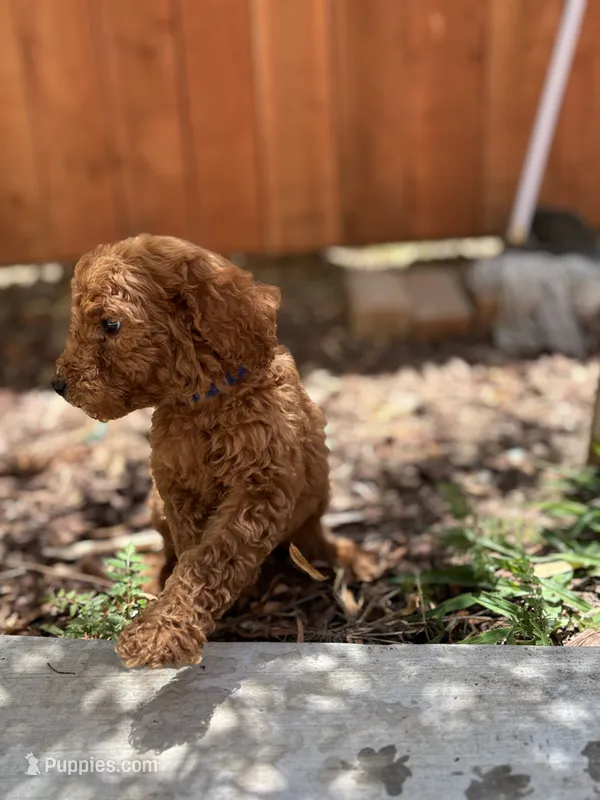 Bella – Poodle - Standard  puppy for sale in Lake Elsinore, CA