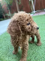 Daisy, a female Poodle - Standard  for sale in Lake Elsinore, CA – 4 of 9