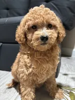 Molly, a female Poodle - Miniature  and Poodle - Standard  for sale in Lake Elsinore, CA – 1 of 10