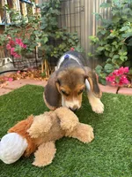 Toby, a male Beagle for sale in Lake Elsinore, CA – 6 of 7