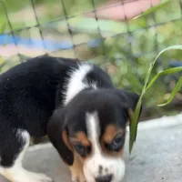 Finn, a male Beagle for sale in Lake Elsinore, CA – Photo 9 of 10
