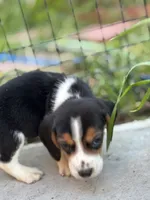 Finn, a male Beagle for sale in Lake Elsinore, CA – Photo 9 of 10