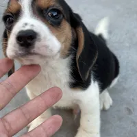 Finn, a male Beagle for sale in Lake Elsinore, CA – Photo 2 of 10