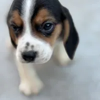 Finn, a male Beagle for sale in Lake Elsinore, CA – Photo 6 of 10