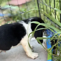 Finn, a male Beagle for sale in Lake Elsinore, CA – Photo 10 of 10