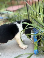 Finn, a male Beagle for sale in Lake Elsinore, CA – Photo 10 of 10