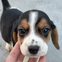 Finn, a male Beagle for sale in Lake Elsinore, CA – Photo 7 of 10