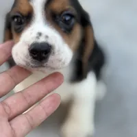 Finn, a male Beagle for sale in Lake Elsinore, CA – Photo 3 of 10