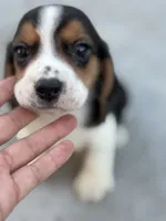 Finn, a male Beagle for sale in Lake Elsinore, CA – Photo 3 of 10