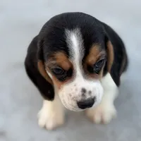 Finn, a male Beagle for sale in Lake Elsinore, CA – Photo 4 of 10