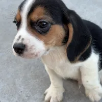 Finn, a male Beagle for sale in Lake Elsinore, CA – Photo 1 of 10