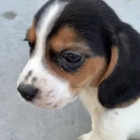 Finn, a male Beagle for sale in Lake Elsinore, CA – Photo 8 of 10