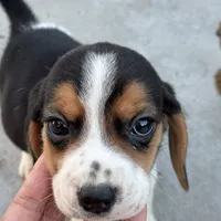 Finn, a male Beagle for sale in Lake Elsinore, CA – Photo 5 of 10