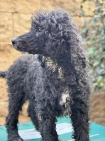 Honda, a male Poodle - Standard  for sale in Lake Elsinore, CA – Photo 5 of 10