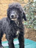 Honda, a male Poodle - Standard  for sale in Lake Elsinore, CA – Photo 6 of 10