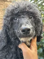 Honda, a male Poodle - Standard  for sale in Lake Elsinore, CA – Photo 7 of 10