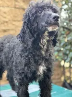 Honda, a male Poodle - Standard  for sale in Lake Elsinore, CA – Photo 4 of 10