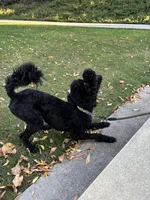 Honda, a male Poodle - Standard  for sale in Lake Elsinore, CA – Photo 8 of 10