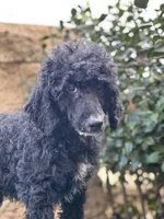 Honda, a male Poodle - Standard  for sale in Lake Elsinore, CA – Photo 3 of 10