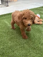 Honey, a female Poodle - Standard  for sale in Lake Elsinore, CA – 2 of 9