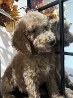 Max, a male Poodle - Standard  for sale in Lake Elsinore, CA – 9 of 10