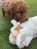 Bella, a female Poodle - Standard  for sale in Lake Elsinore, CA – 4 of 10