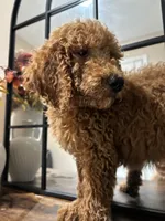 Simba, a male Poodle - Standard  for sale in Lake Elsinore, CA – 8 of 10