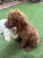 Coco, a female Poodle - Standard  for sale in Lake Elsinore, CA – 7 of 10
