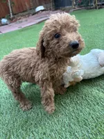 Charlie, a male Poodle - Standard  for sale in Lake Elsinore, CA – 4 of 9