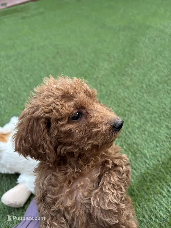 Cookie – Poodle - Standard  puppy for sale in Lake Elsinore, CA