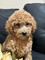 Molly, a female Poodle - Miniature  and Poodle - Standard  for sale in Lake Elsinore, CA – 3 of 10