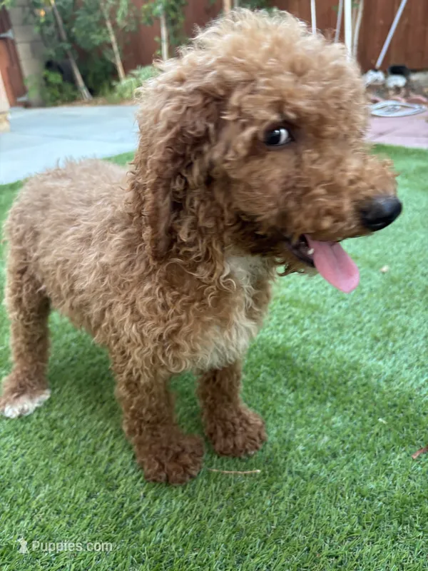 Bella – Poodle - Standard  puppy for sale in Lake Elsinore, CA