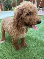 Bella, a female Poodle - Standard  for sale in Lake Elsinore, CA – 1 of 10